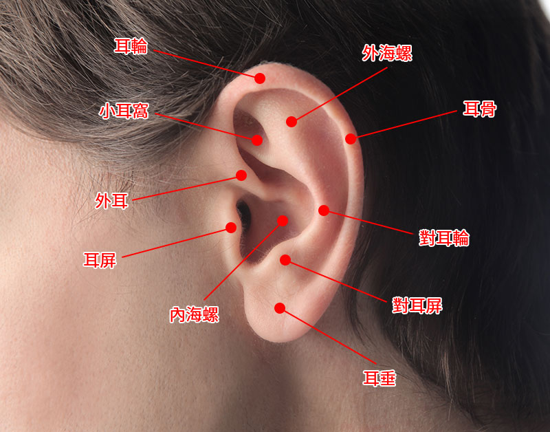 多樣化的耳洞位置圖解，相信這張圖已經介紹得非常清楚